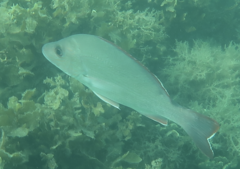 Lutjanus lemniscatus