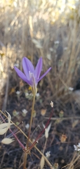 Brodiaea santarosae