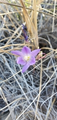 Brodiaea santarosae