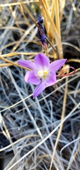 Brodiaea santarosae