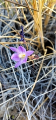 Brodiaea santarosae