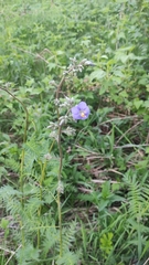Polemonium caeruleum