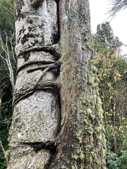 Metrosideros robusta