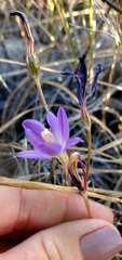 Brodiaea santarosae