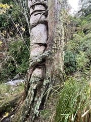 Metrosideros robusta