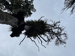 Metrosideros robusta