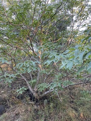 Aesculus californica