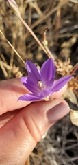 Brodiaea santarosae