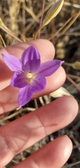 Brodiaea santarosae