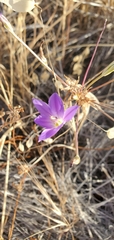 Brodiaea santarosae