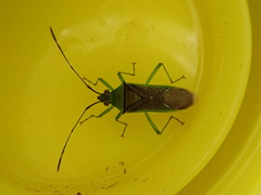 Amblypelta bilineata