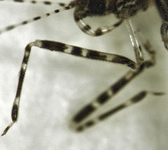 Empicoris rubromaculatus