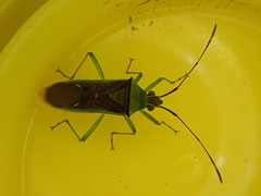 Amblypelta bilineata