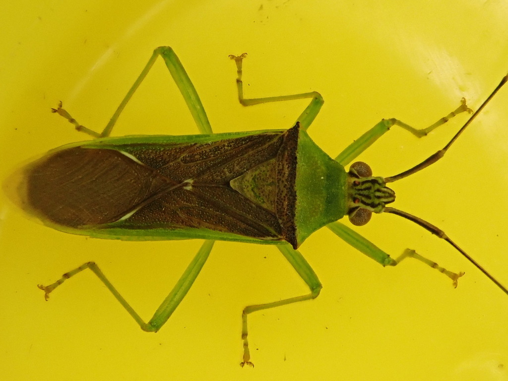 Amblypelta bilineata