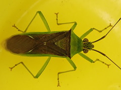 Amblypelta bilineata