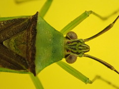 Amblypelta bilineata