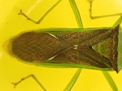 Amblypelta bilineata