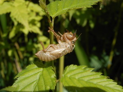Cicadidae