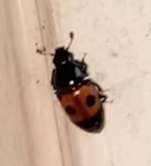 Glischrochilus sanguinolentus