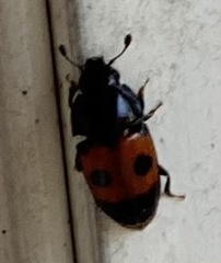 Glischrochilus sanguinolentus