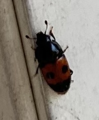 Glischrochilus sanguinolentus