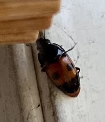 Glischrochilus sanguinolentus