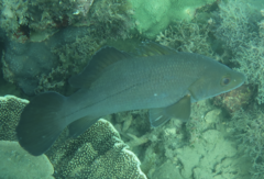 Psammoperca datnioides