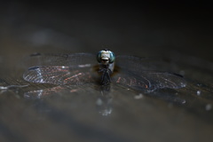 Pachydiplax longipennis