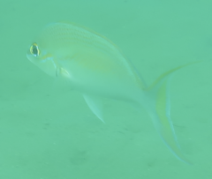 Scolopsis monogramma