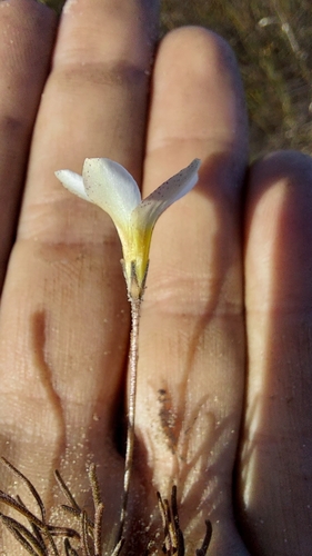 Image of Oxalis argyrophylla by (c) Jacques van der Merwe, some rights reserved (CC BY-SA)
