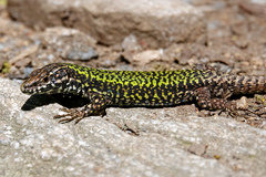 Podarcis muralis