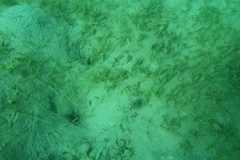 Halophila ovalis