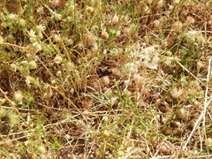 Trifolium cherleri