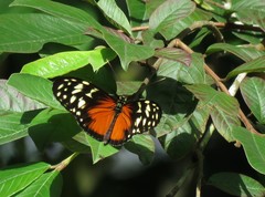 Heliconius hecale zuleika