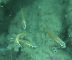 Cheilodipterus artus