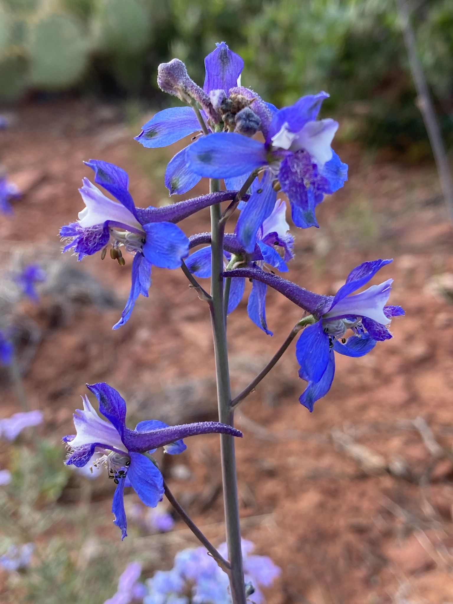 Delphinium scaposum