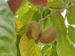 Sterculia parviflora