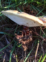Ganoderma curtisii image