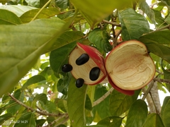 Sterculia parviflora