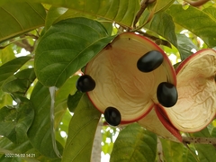 Sterculia parviflora