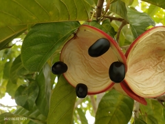 Sterculia parviflora