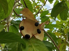 Sterculia parviflora