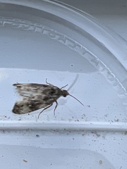 Endothenia marginana