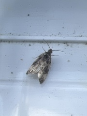 Endothenia marginana