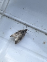 Endothenia marginana