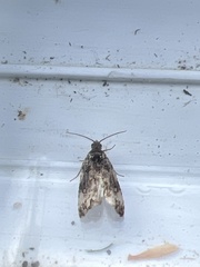 Endothenia marginana