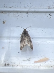 Endothenia marginana