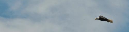 Bald Eagle photographed in Montana