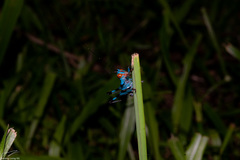 Lipotactes vietnamicus