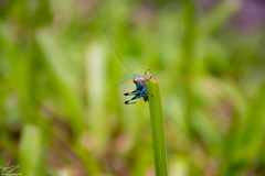 Lipotactes vietnamicus